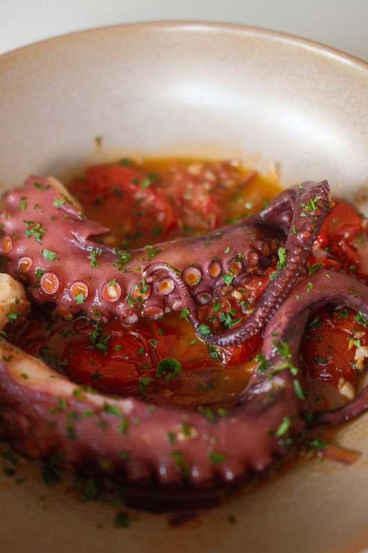 Octopus close-up